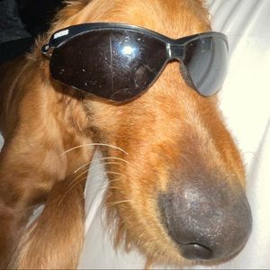 Meet your Posher, Owen